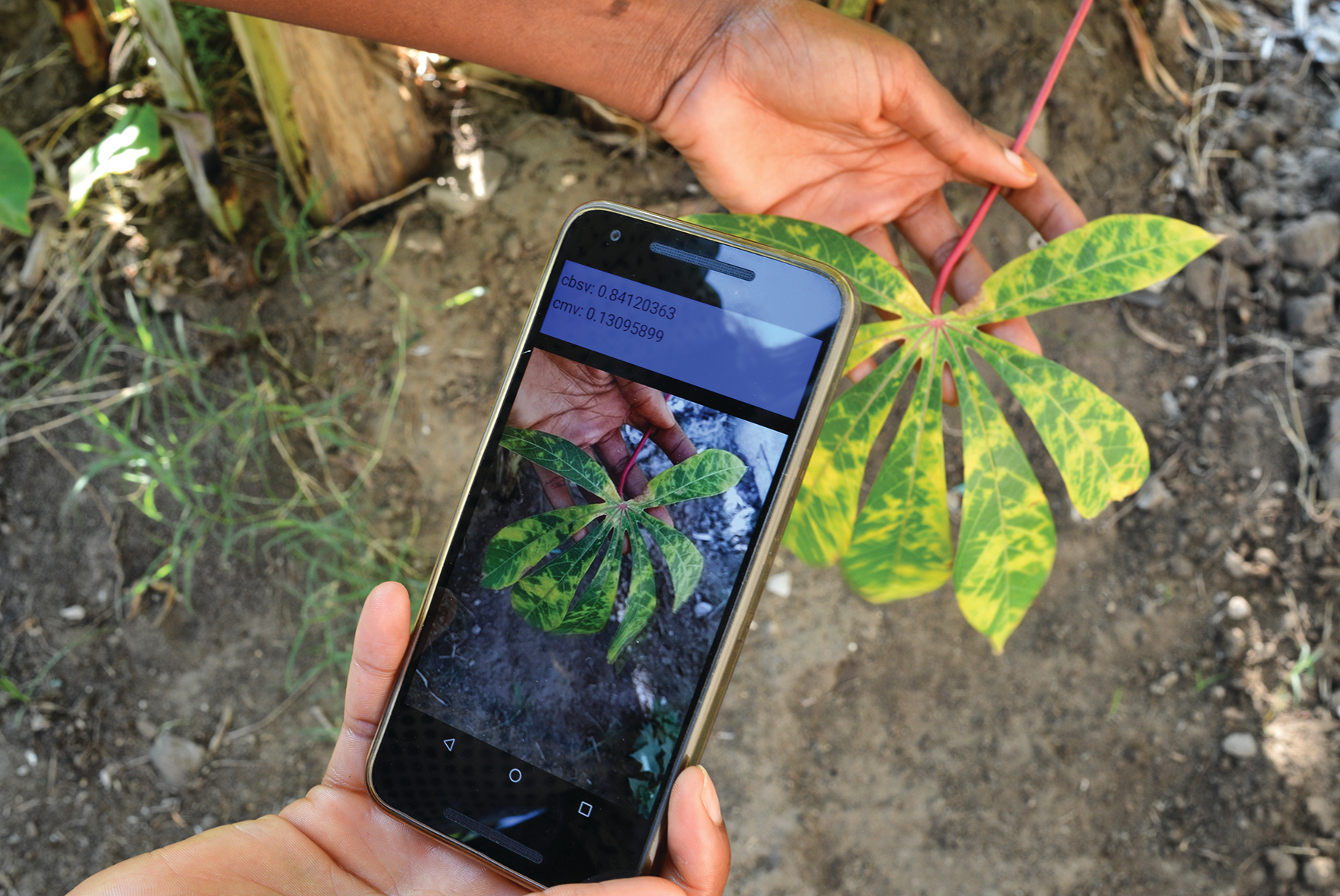 How AI Detects Crop Diseases From a Single Leaf Photo
